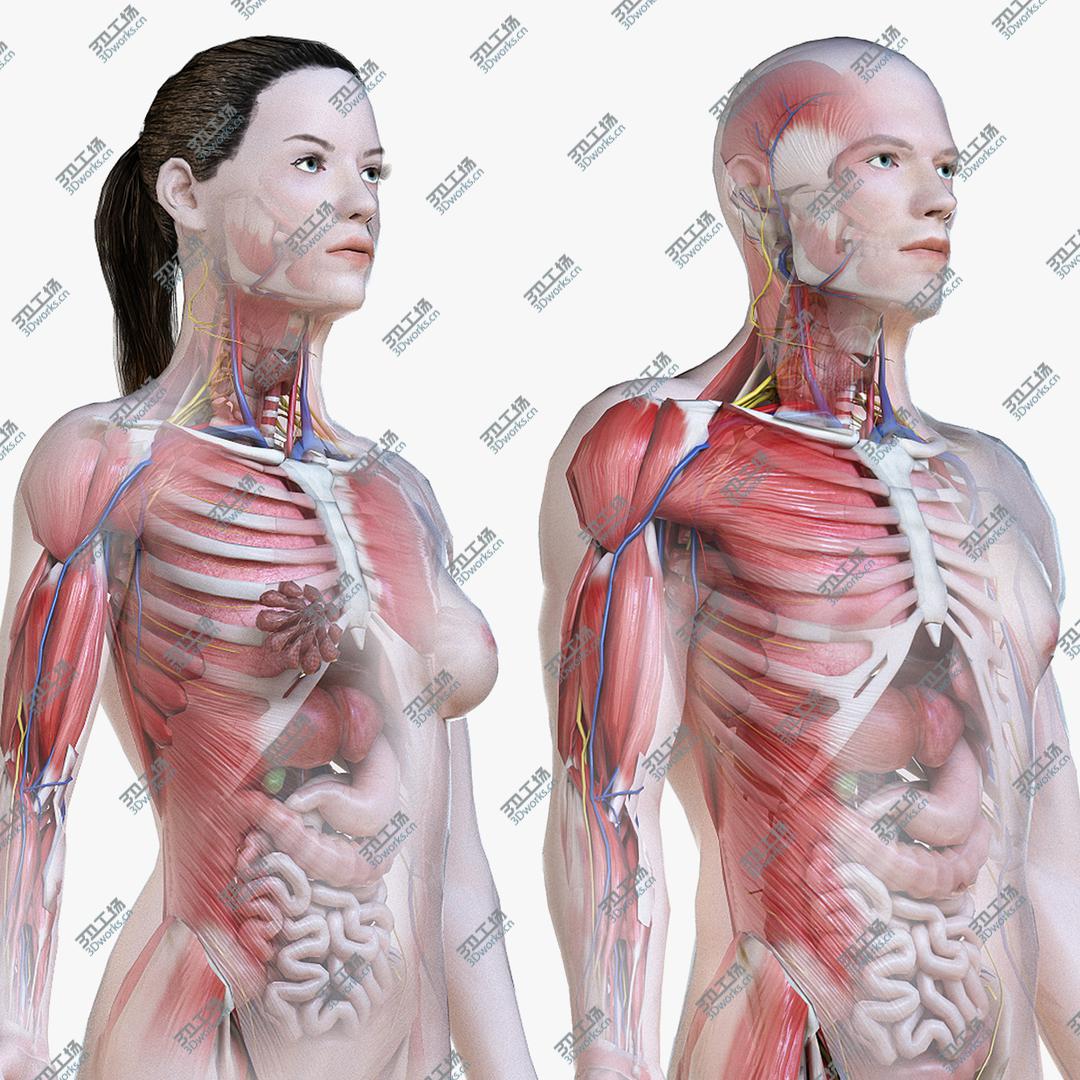 images/goods_img/20210113/3D Full Male And Female Anatomy Low Poly Set/1.jpg